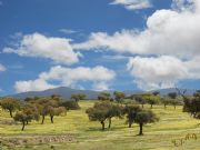 Encinas en Nogales